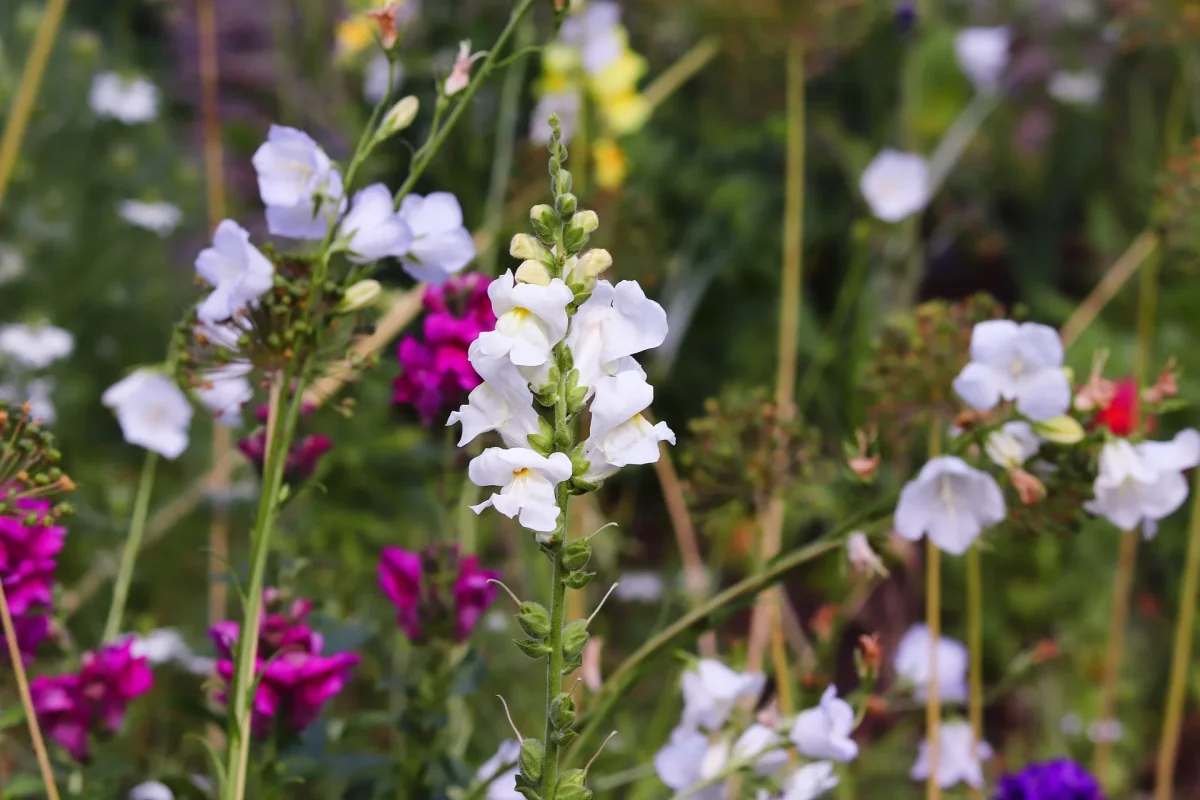 Löwenmäulchen halbhoch (Antirrhinum majus nanum) - Samen, Saatgut 0,4g – Bild 4