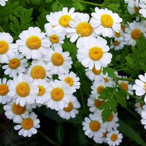 Kamille (Matricaria chamomilla) - Samen, Saatgut 1 g