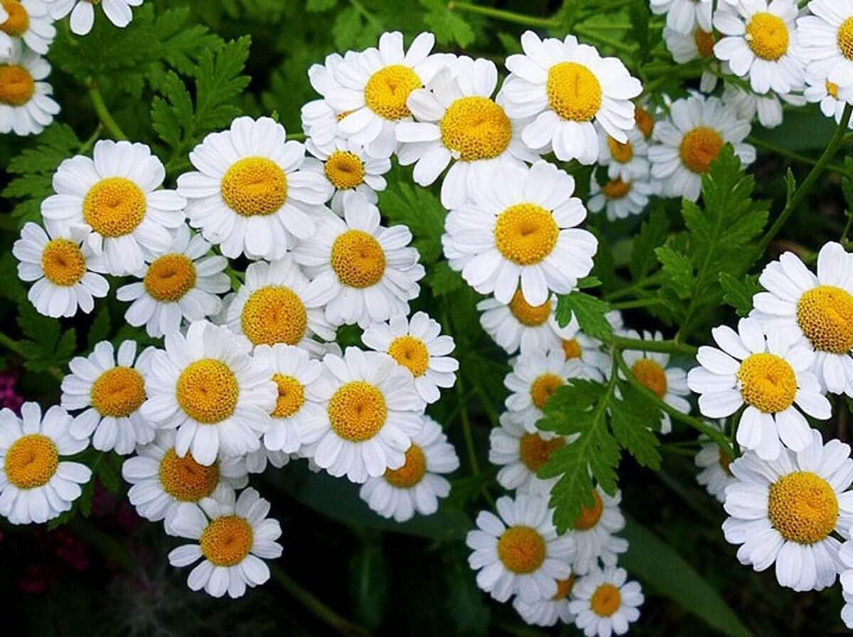 Kamille (Matricaria chamomilla) - Samen, Saatgut 1 g – Bild 2