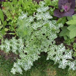 Mariendistel (Silybum marianum) - Samen, Saatgut 1g