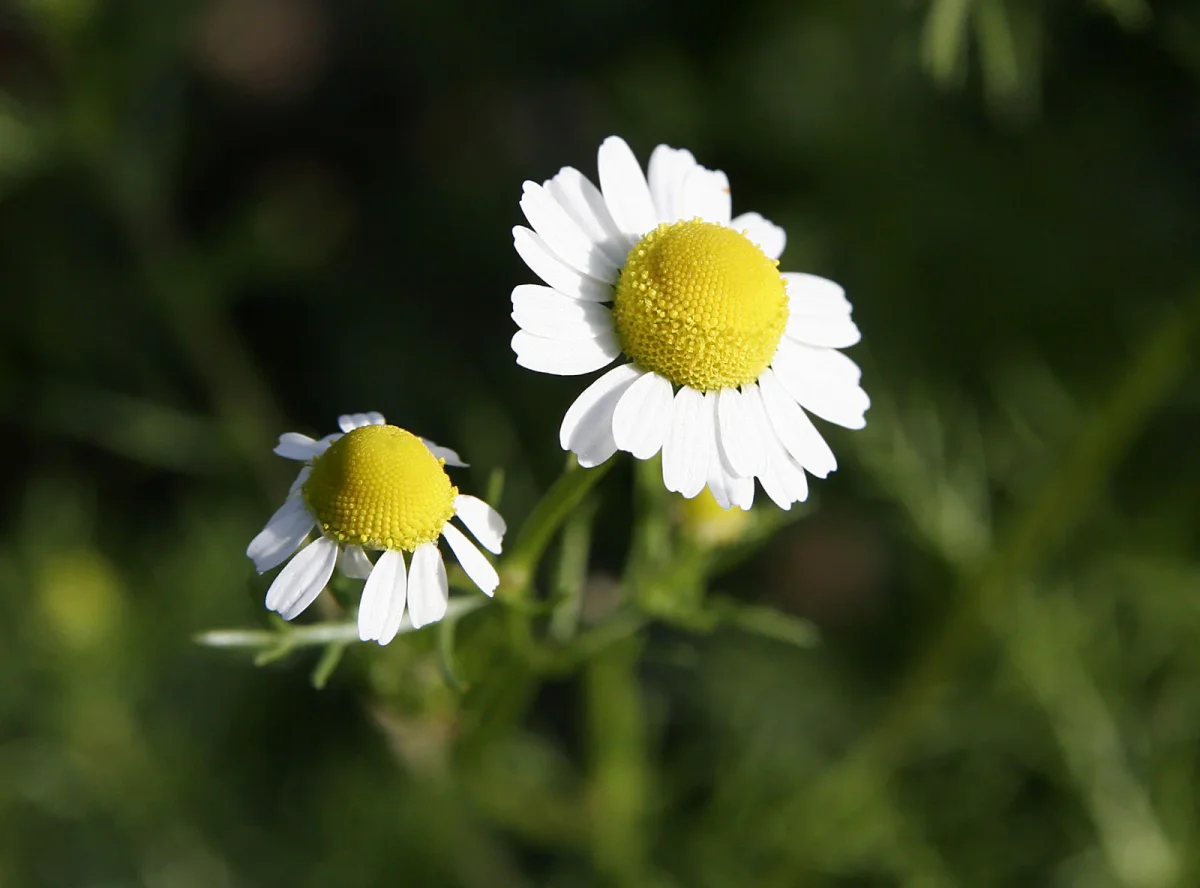 Kamille (Matricaria chamomilla) - Samen, Saatgut 1 g – Bild 4