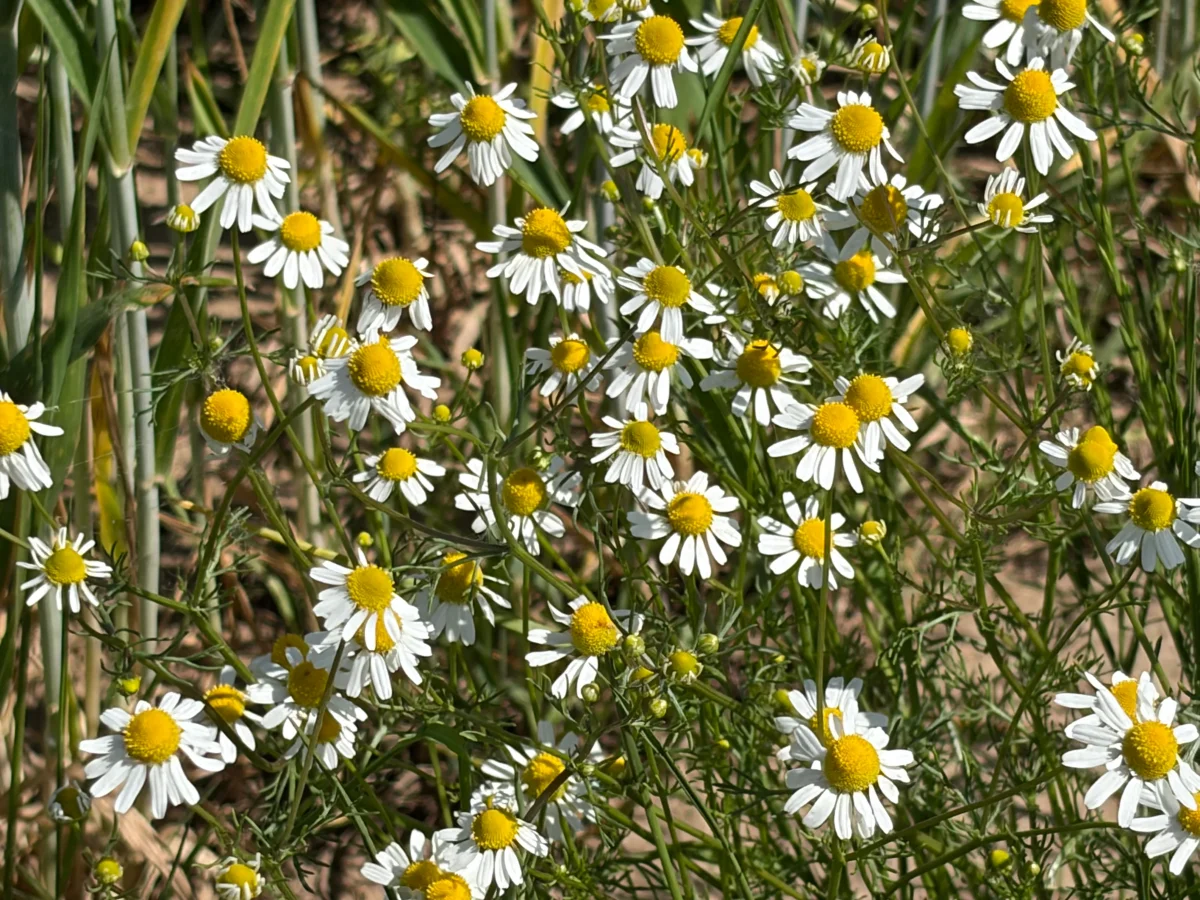 Kamille (Matricaria chamomilla) - Samen, Saatgut 1 g – Bild 3