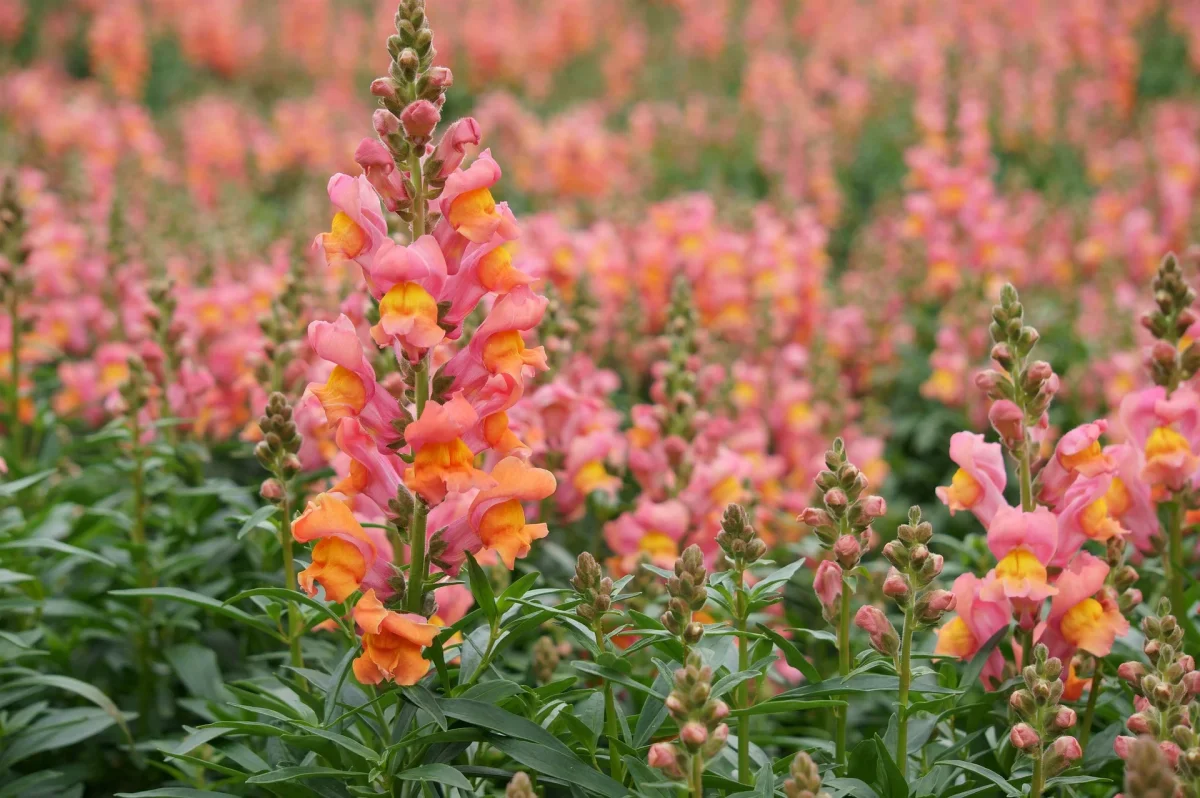 Löwenmäulchen halbhoch (Antirrhinum majus nanum) - Samen, Saatgut 0,4g – Bild 5