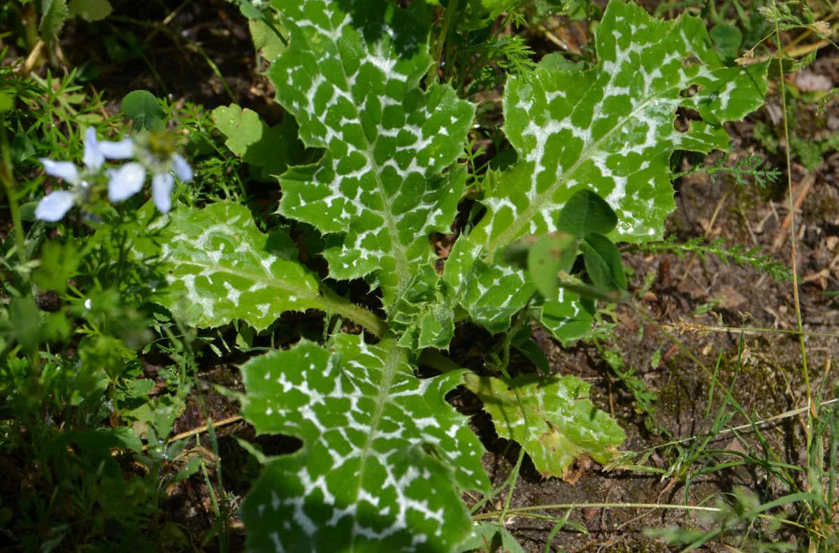 Mariendistel (Silybum marianum) - Samen, Saatgut 1g – Bild 4