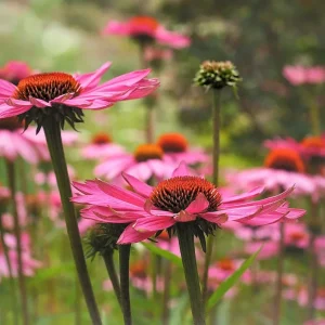 Purpur-Sonnenhut (Echinacea purpurea) - Samen, Saatgut 1g