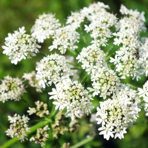 Wilde Möhre (Daucus carota) - Samen, Saatgut 1g